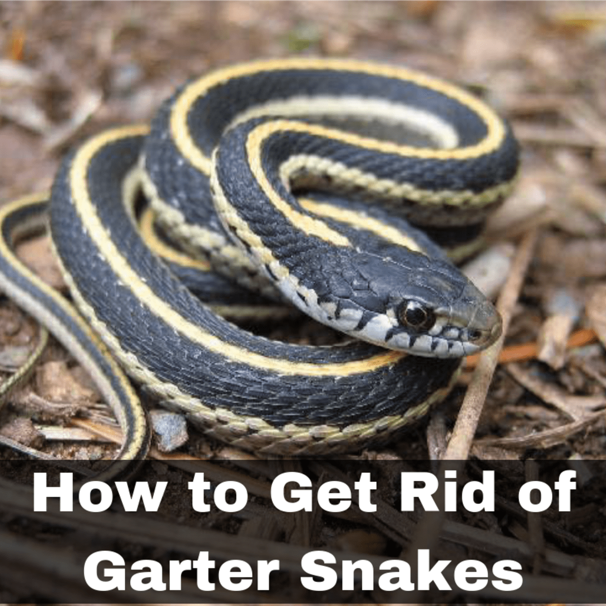 what can garter snakes eat