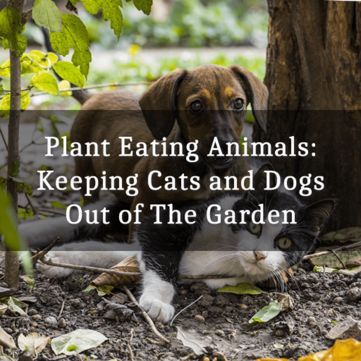 Plant-Eating Animals: Keeping Cats and Dogs Out of the Garden - HubPages