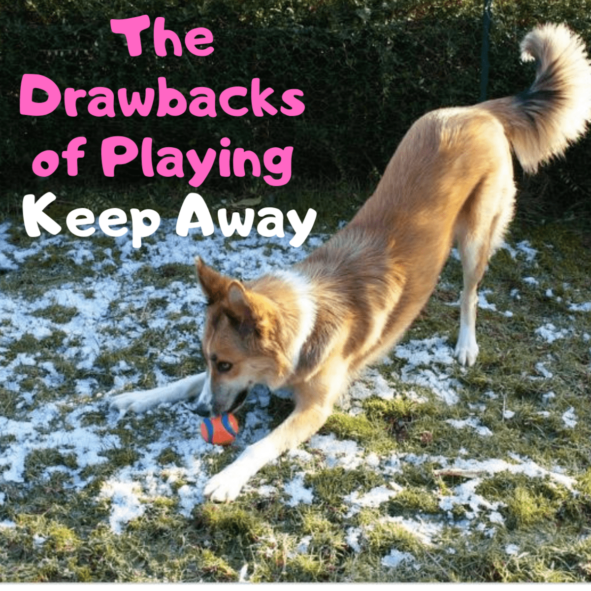 The Drawbacks Of Playing Keep Away Games With Your Dog Pethelpful