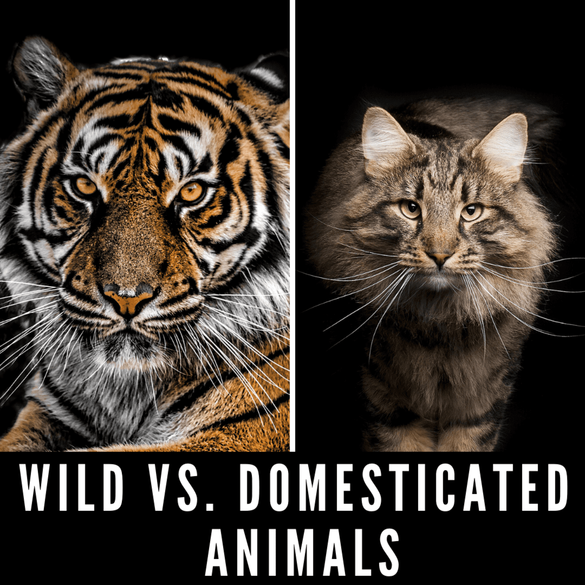 Wild vs. Domesticated Animals: Why Domestication Has Nothing to Do With How  Dangerous Pets Are - PetHelpful