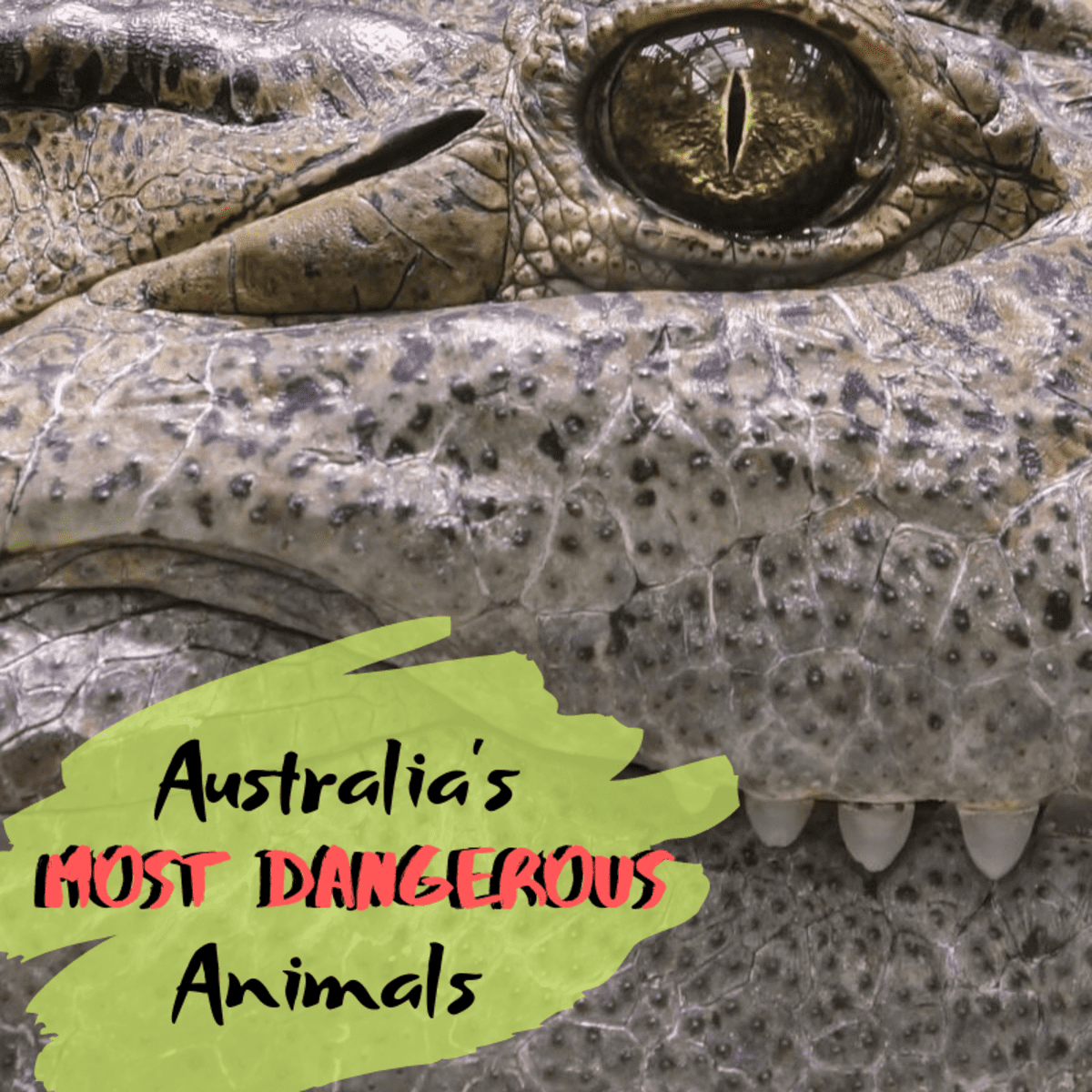 Top 10 Most Dangerous Animals in Australia - Owlcation