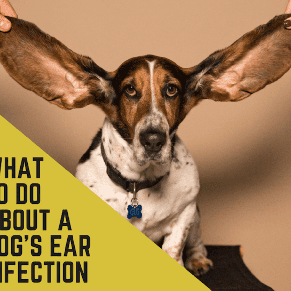 dog ear drops side effects