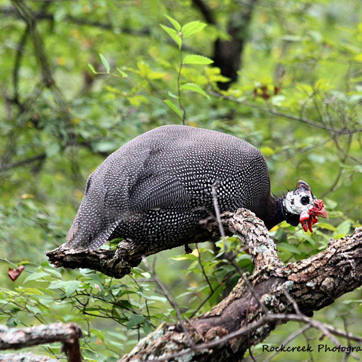 The Seven top facts about Guinea Fowl (discovered by a new owner) - Country  Smallholding