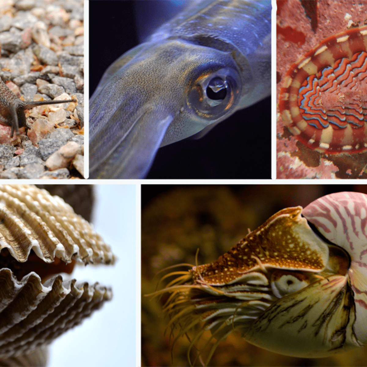 Types of Mollusk: Snails, Bivalves, Squid, and More - Owlcation