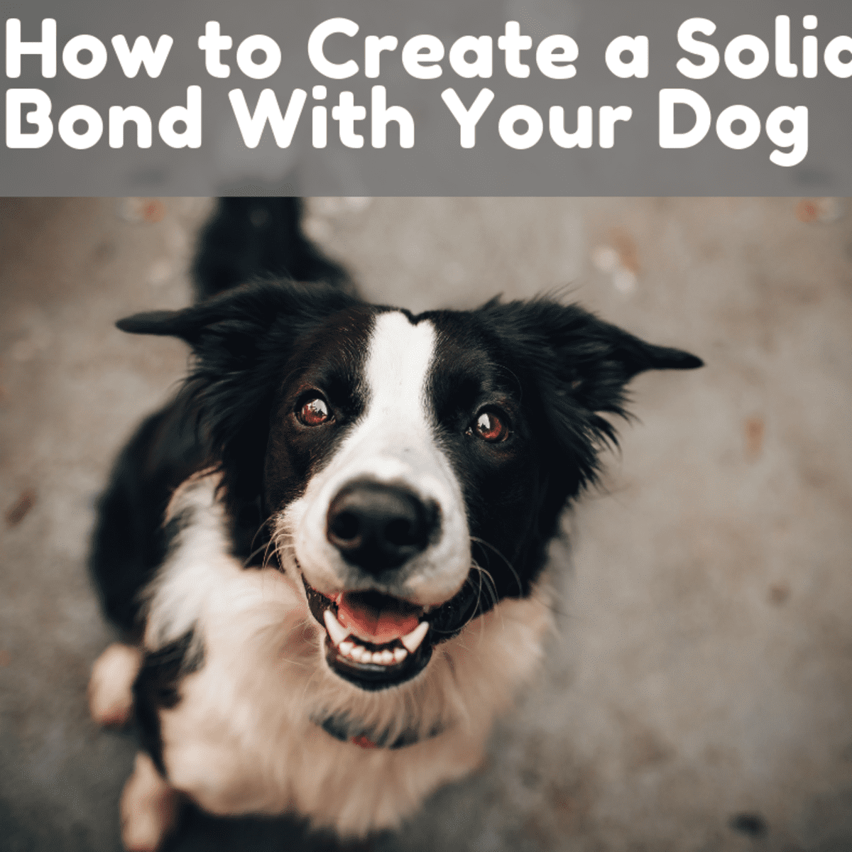 how long does it take to bond with a dog