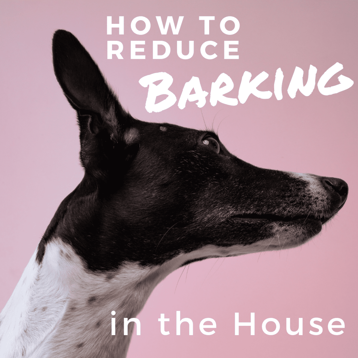 how to stop dog barking when visitors come