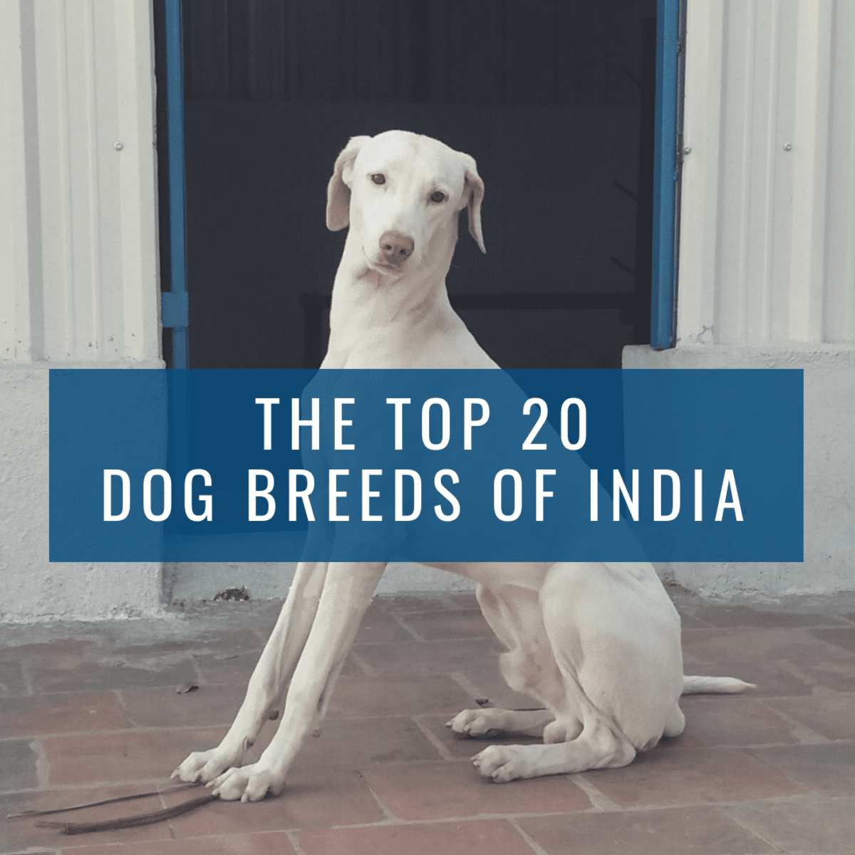 dyd Higgins Forladt Top 20 Indian Dog Breeds: Purchasing Price and Care - PetHelpful