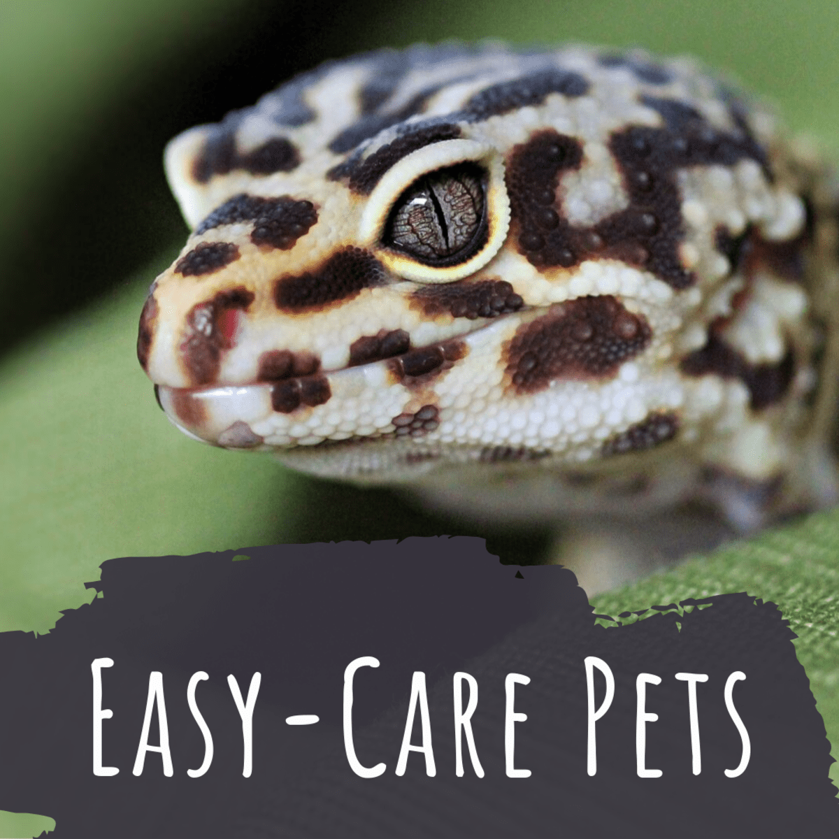 10 Pets That Are Easy to Take Care Of - PetHelpful