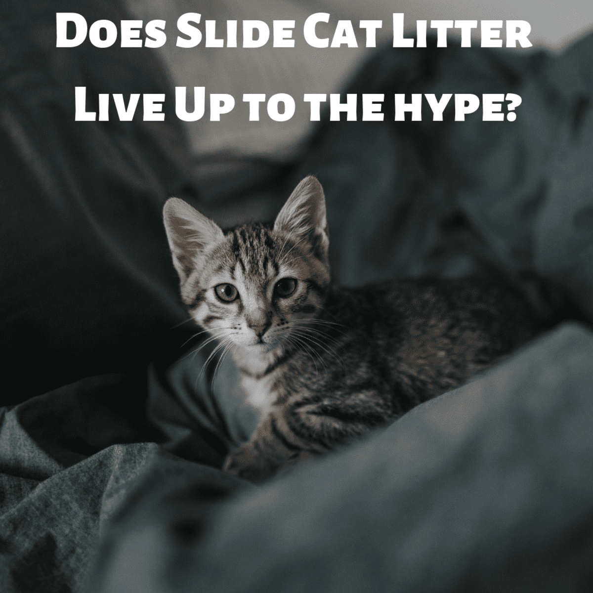 slide cat litter