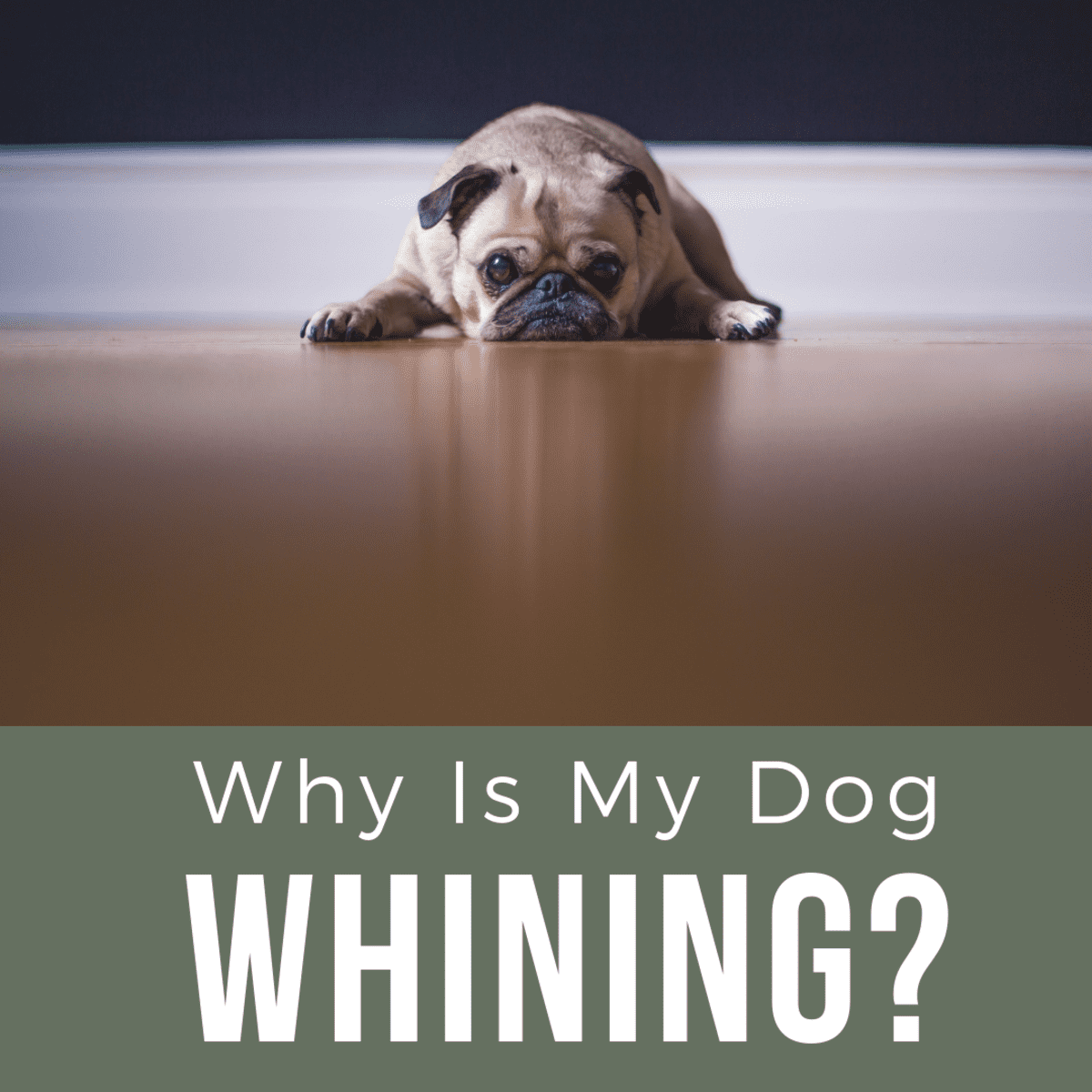 how do i get my dog to stop whining for food