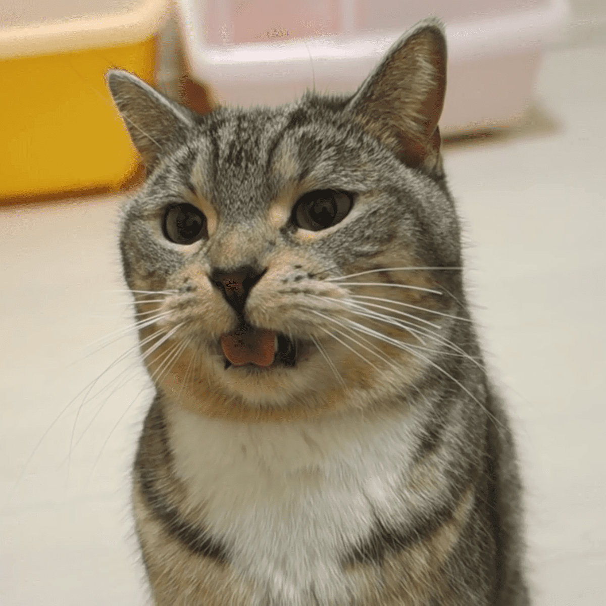 disgusted cat gif