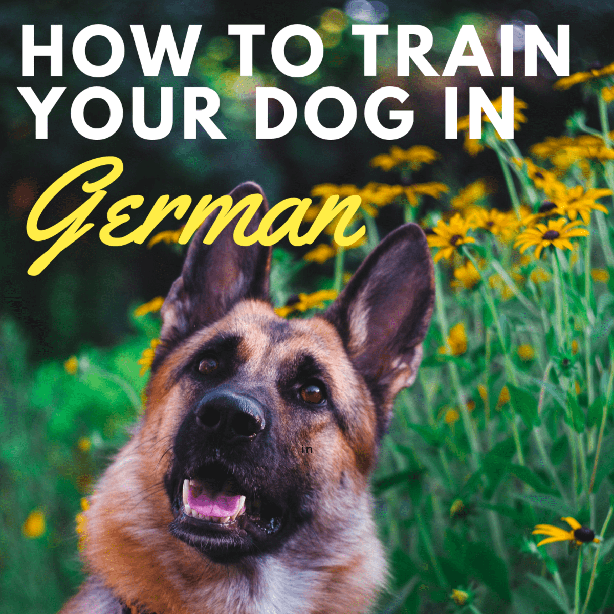 A Guide To Training A Dog German Commands Pethelpful