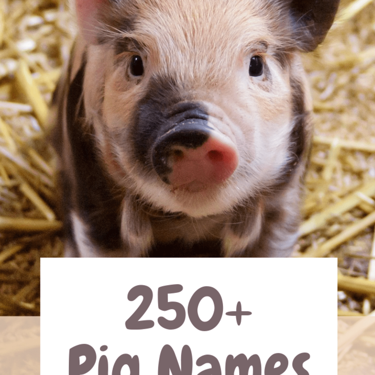 250+ Pet Pig Names for Your Little Piglet (From Albert to Wally) -  PetHelpful