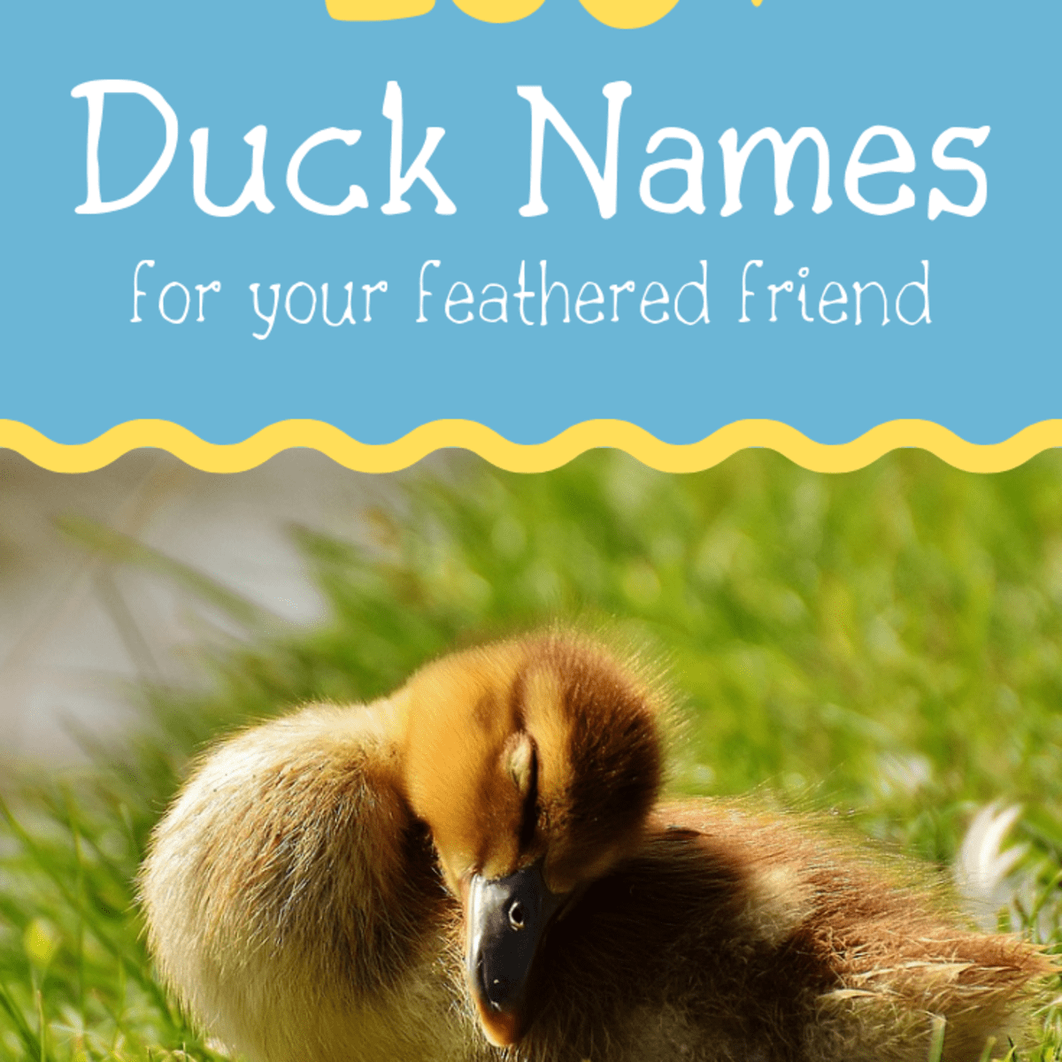 250+ Duck Names for Your Feathered Friend (From Aflac to Xerxes) -  PetHelpful