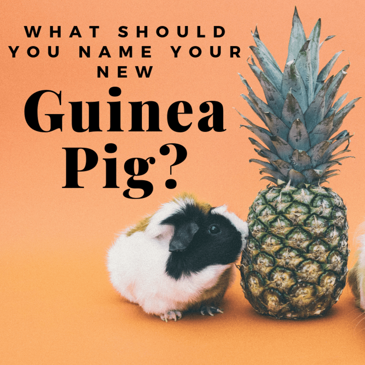 What to Name Your Guinea Pig - HubPages