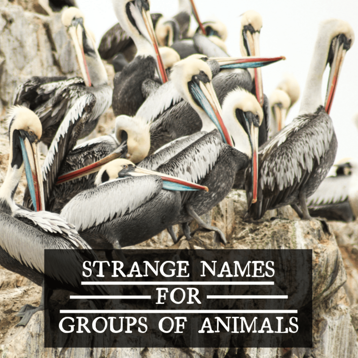 A Comprehensive List of Animal Group Names   Owlcation