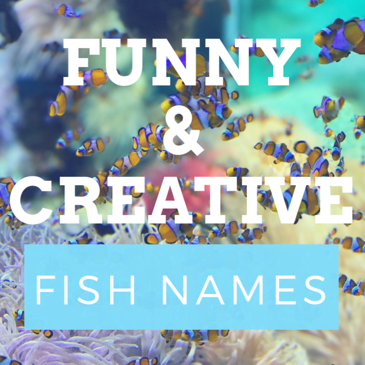 300+ Funny and Clever Fish Names - PetHelpful