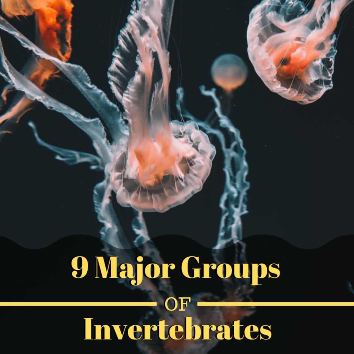 9 Major Groups of Invertebrate Animals - Owlcation