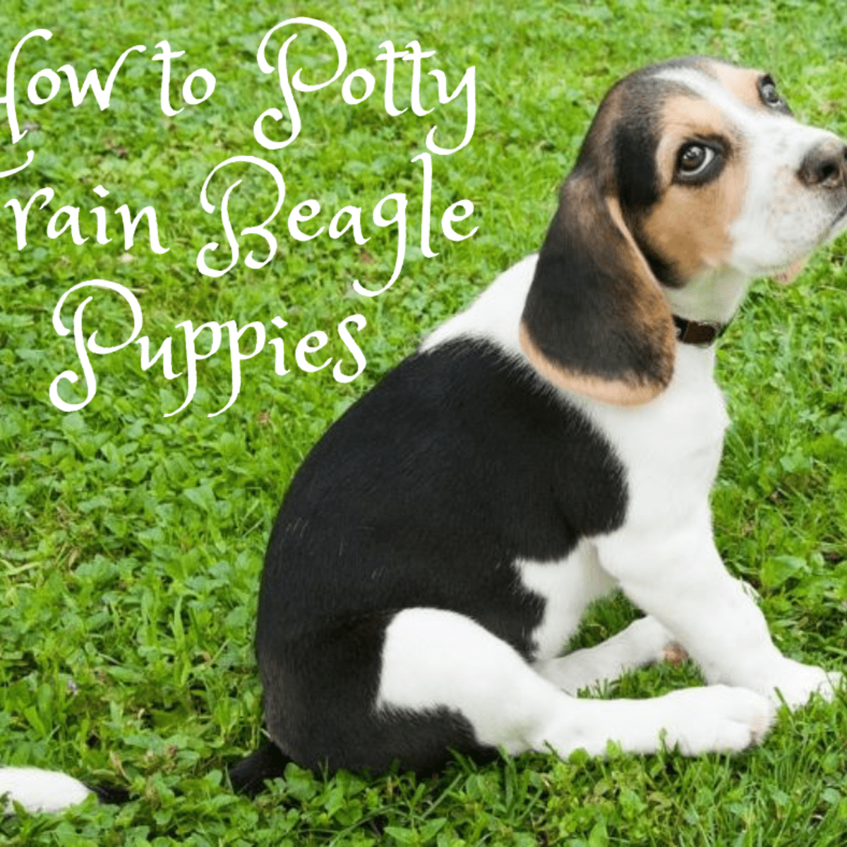 how to properly care for a beagle