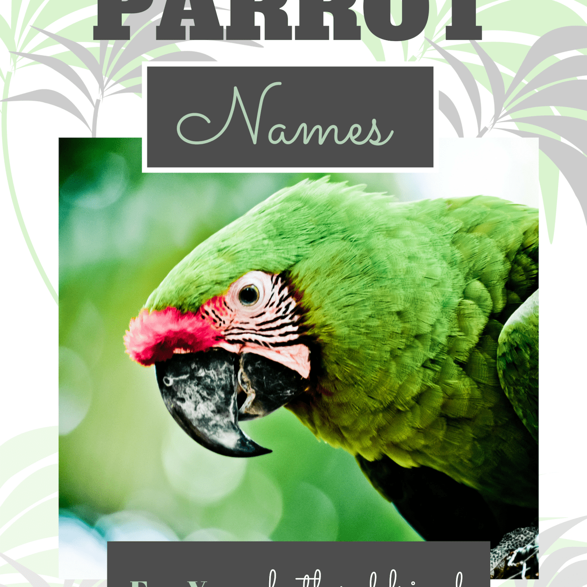 250+ Cool Parrot Names for Your Extraordinary Bird (From Ace to Wingham) -  PetHelpful