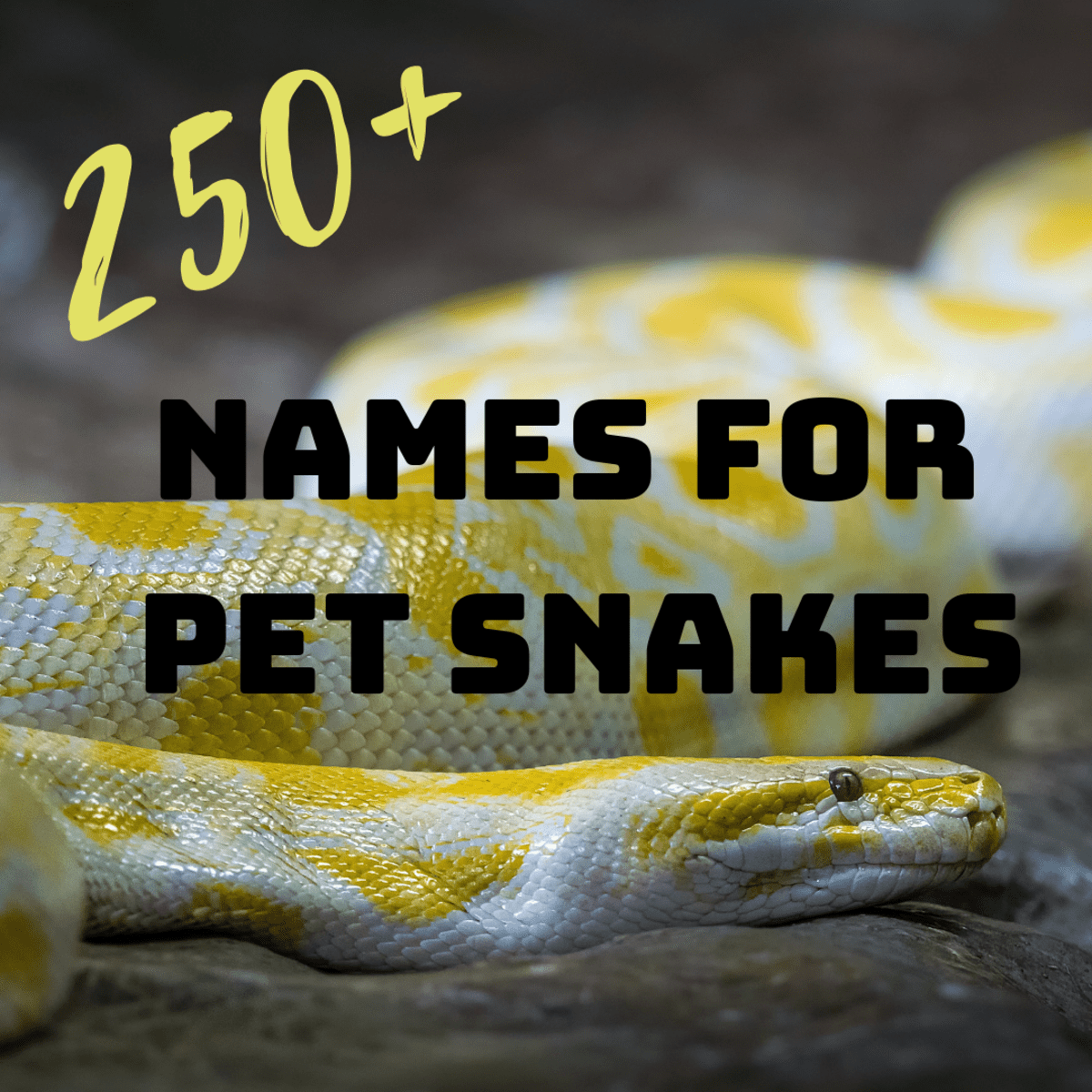 250 Funny Cool Cute And Badass Pet Snake Names Pethelpful