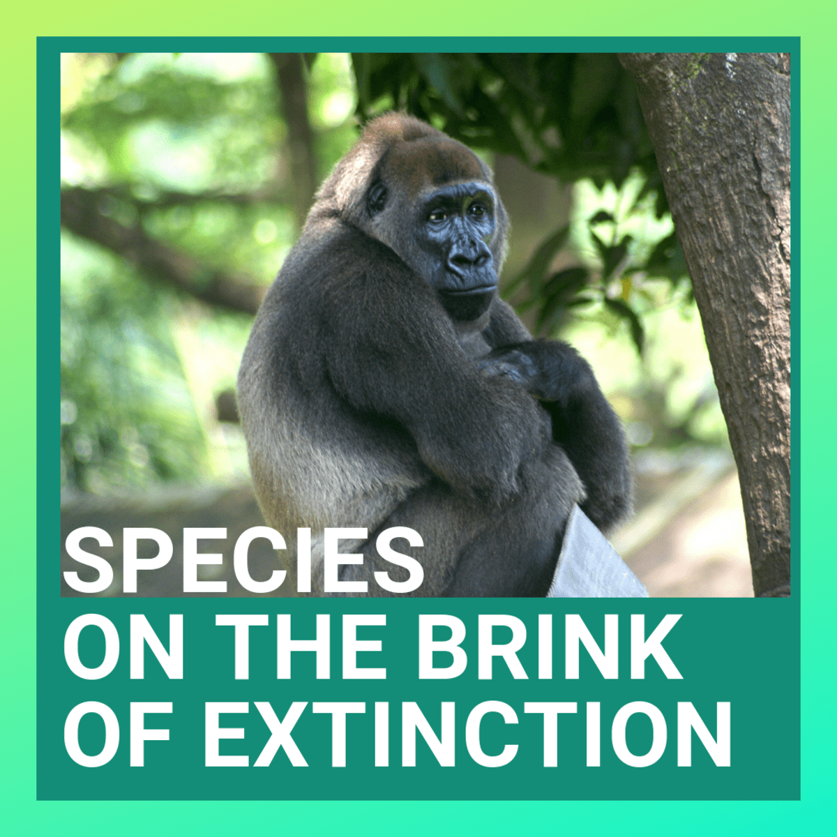 35 Animals That Are Going Extinct (Critically Endangered Species) -  Owlcation
