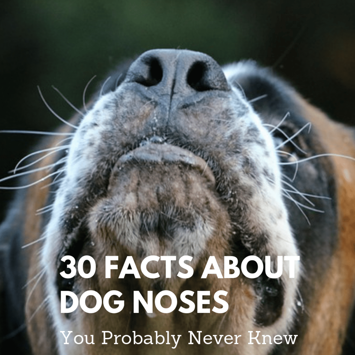 30 Mind Blowing Facts About Dog Noses You Probably Didn T Know Pethelpful