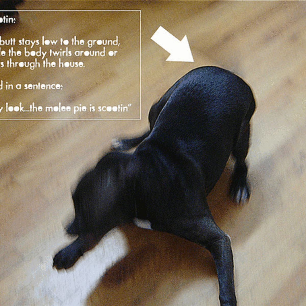 How To Check Dogs Anal Sacks