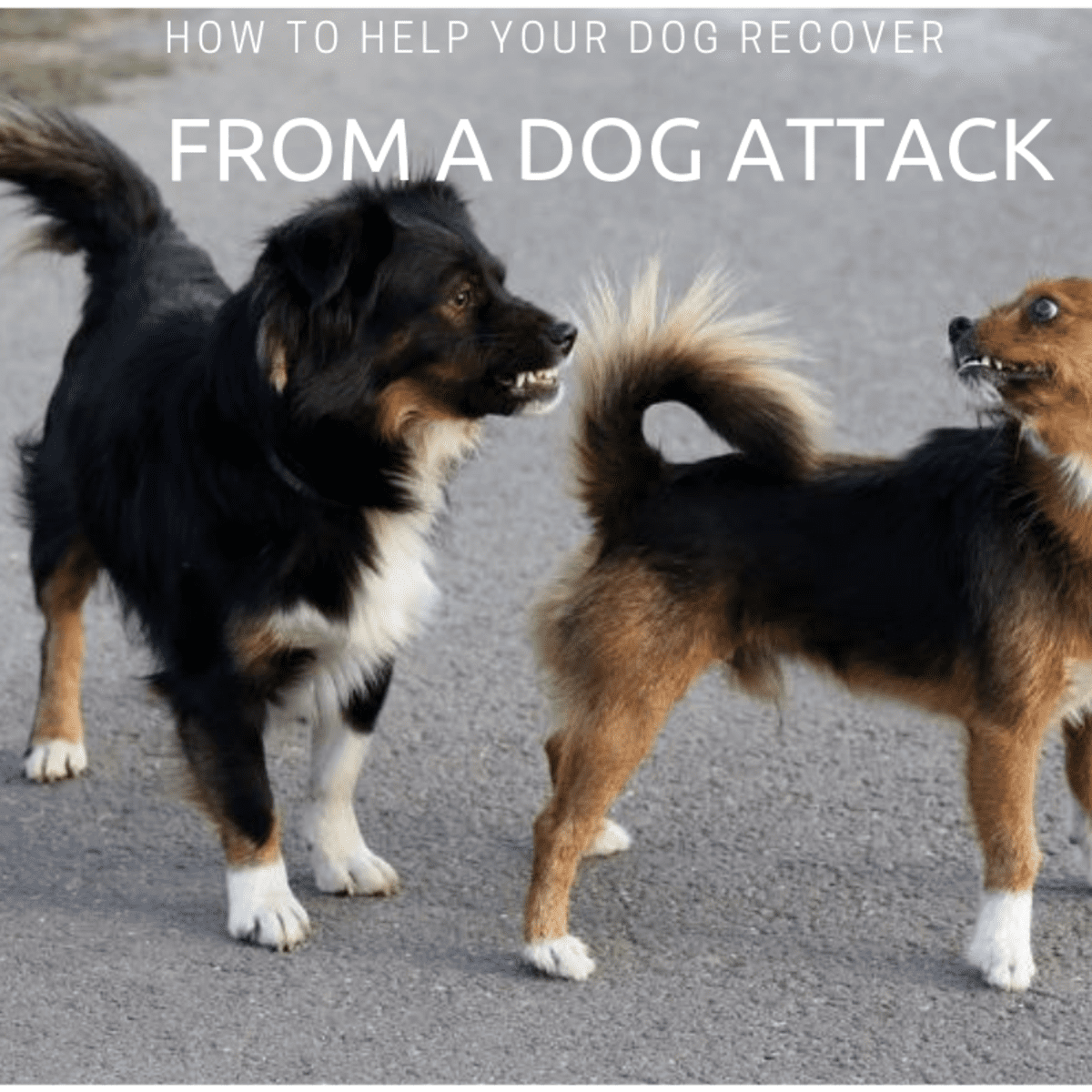 how many dogs attack in a year