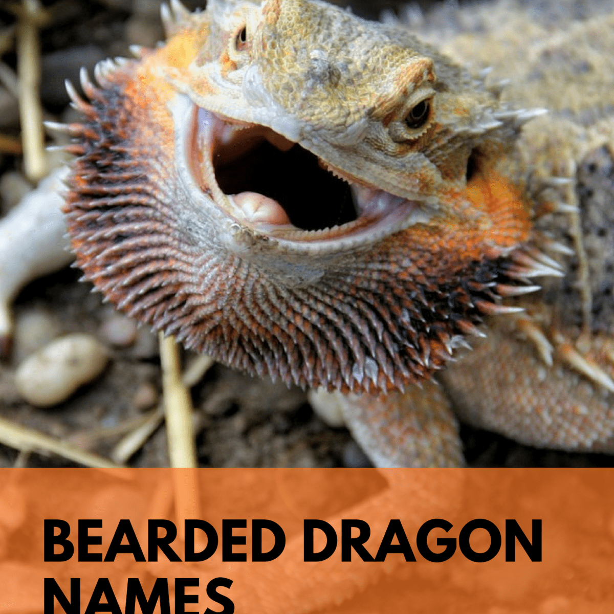 230+ Bearded Dragon Names for Your Rugged Reptile - PetHelpful