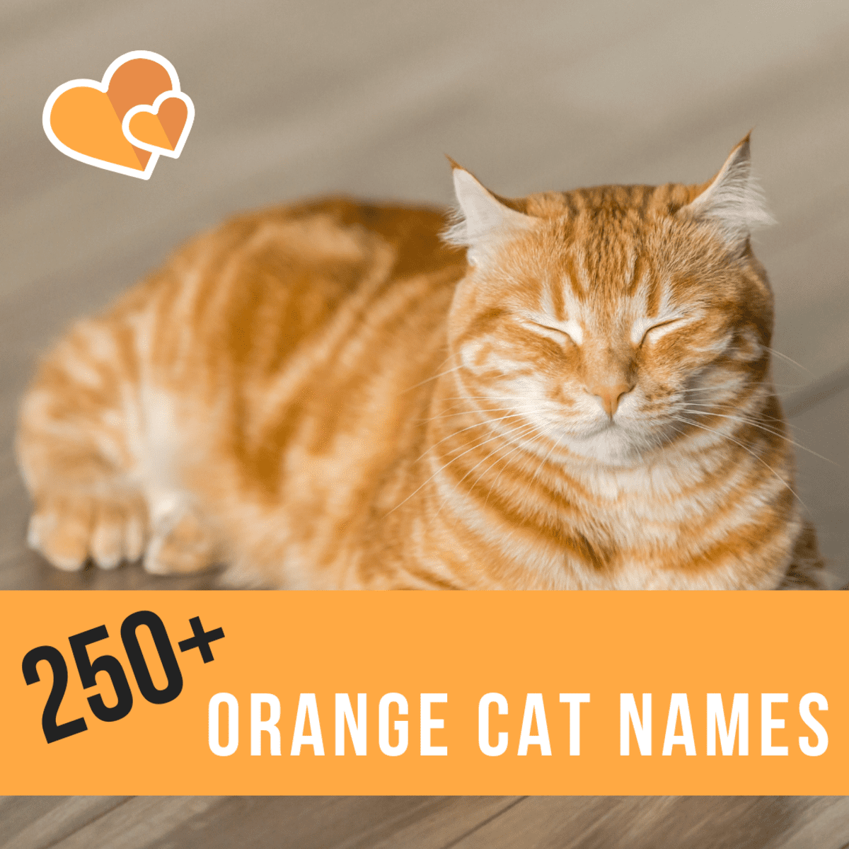 250+ Best Ginger Cat Names - PetHelpful