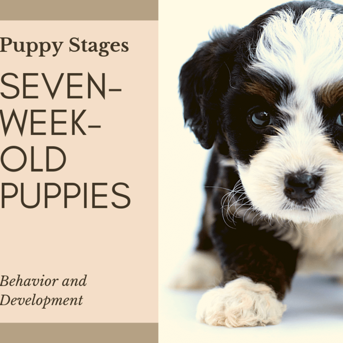 can a puppy be taken at 6 weeks