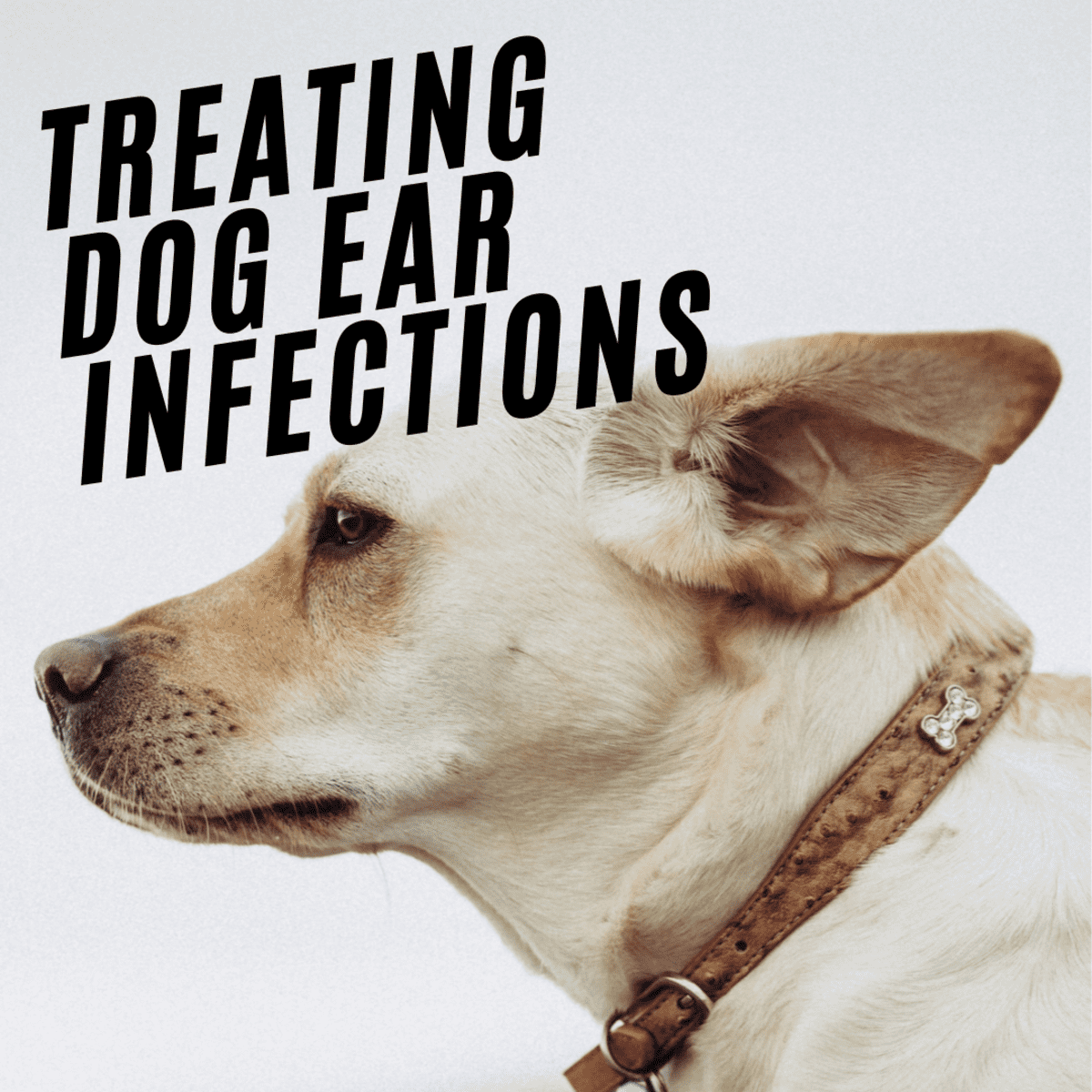 Dog Ear Infections Signs And Causes Remedies And How To Clean Dog Ears Pethelpful