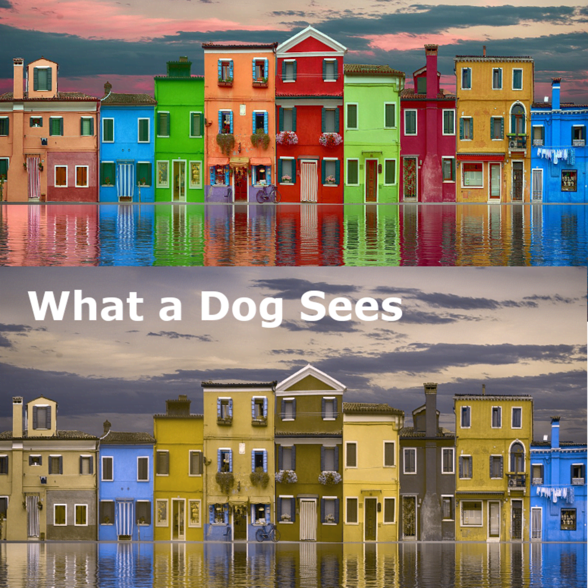 Are Dogs Color Blind? - PetHelpful