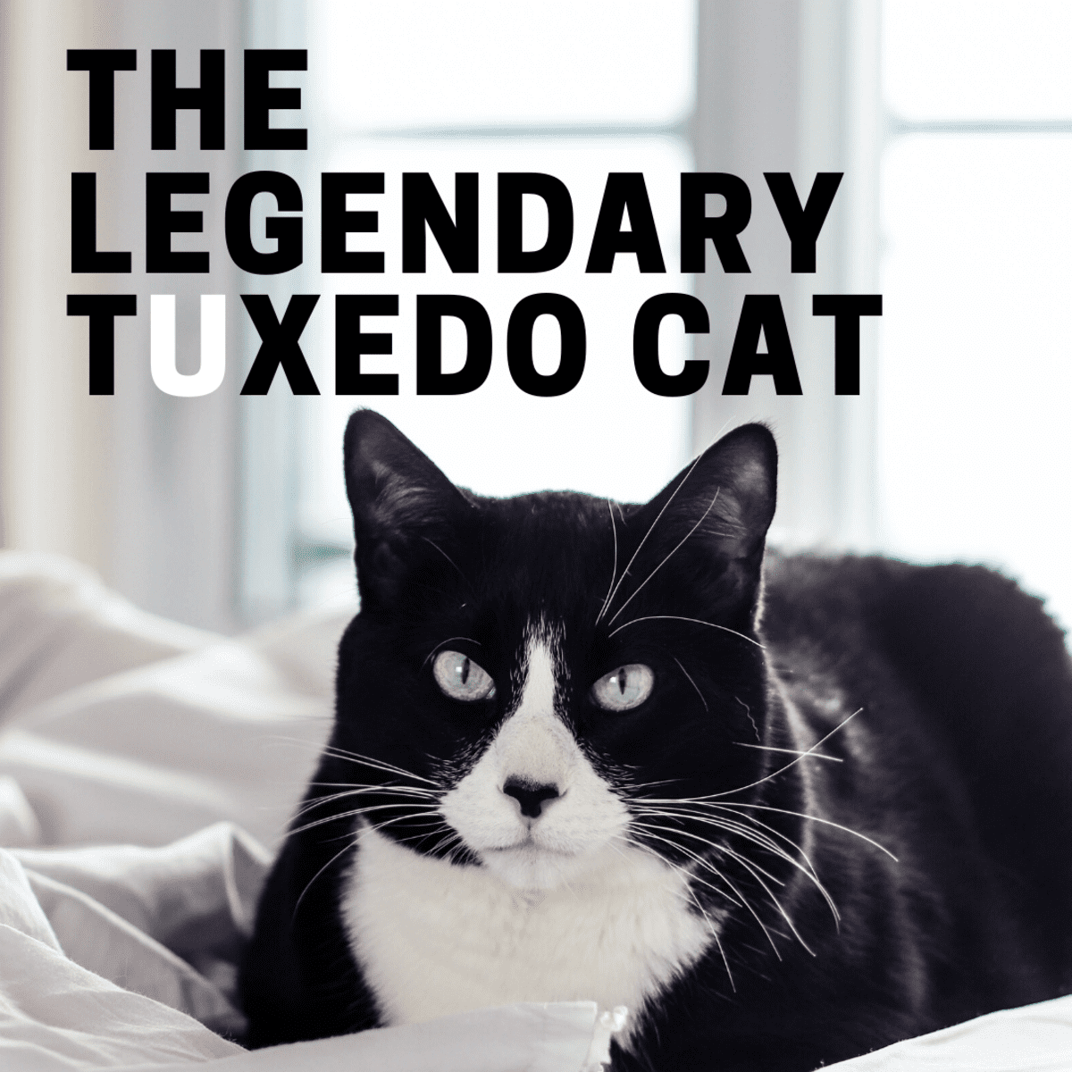 Guide To The Legendary Tuxedo Cat Pethelpful