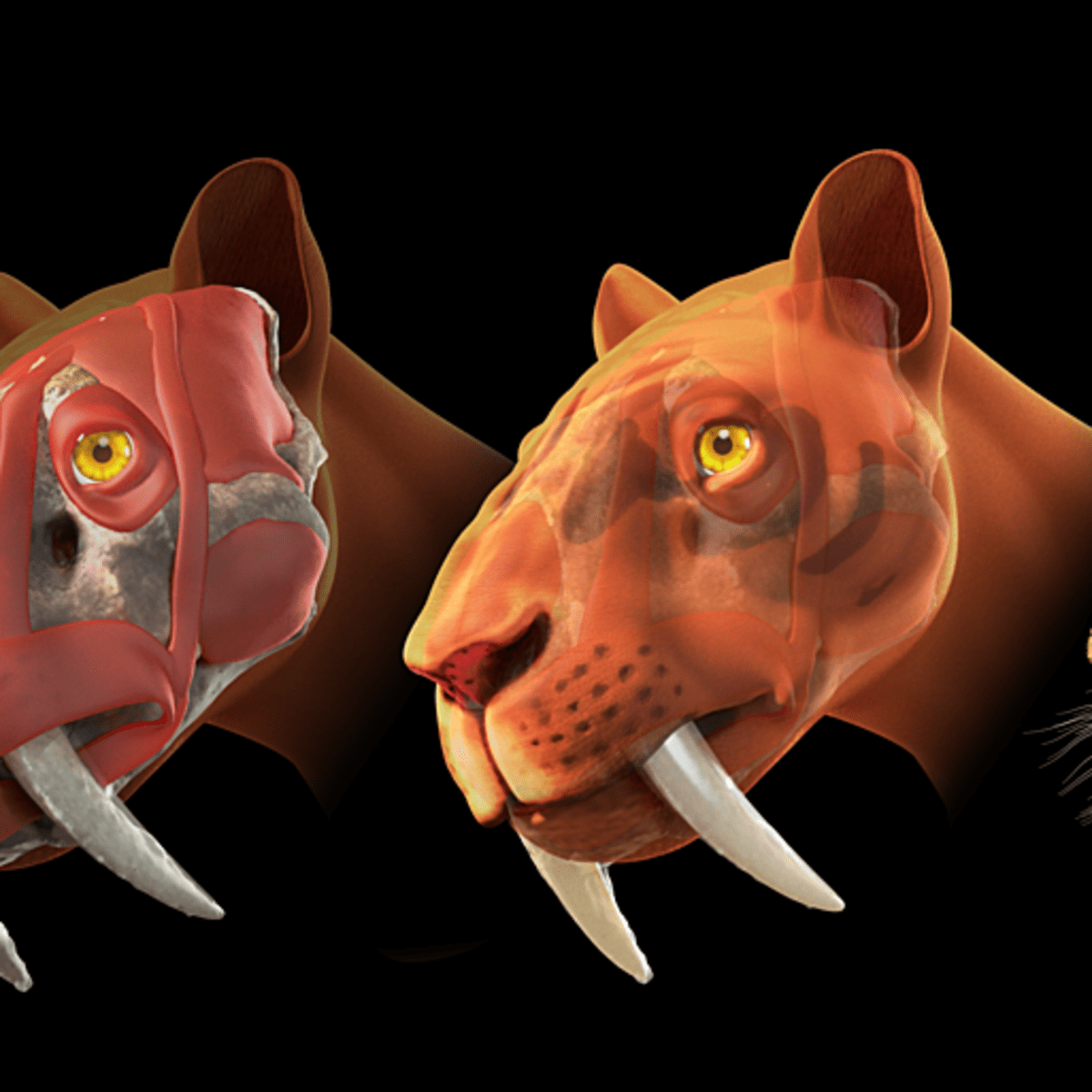 saber tooth tiger vs t rex