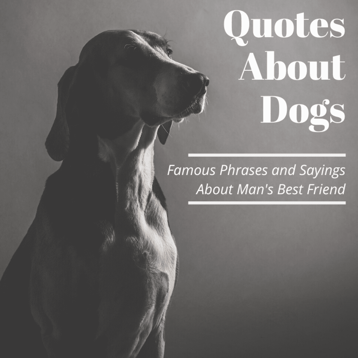 Famous Quotes About Dogs - Holidappy