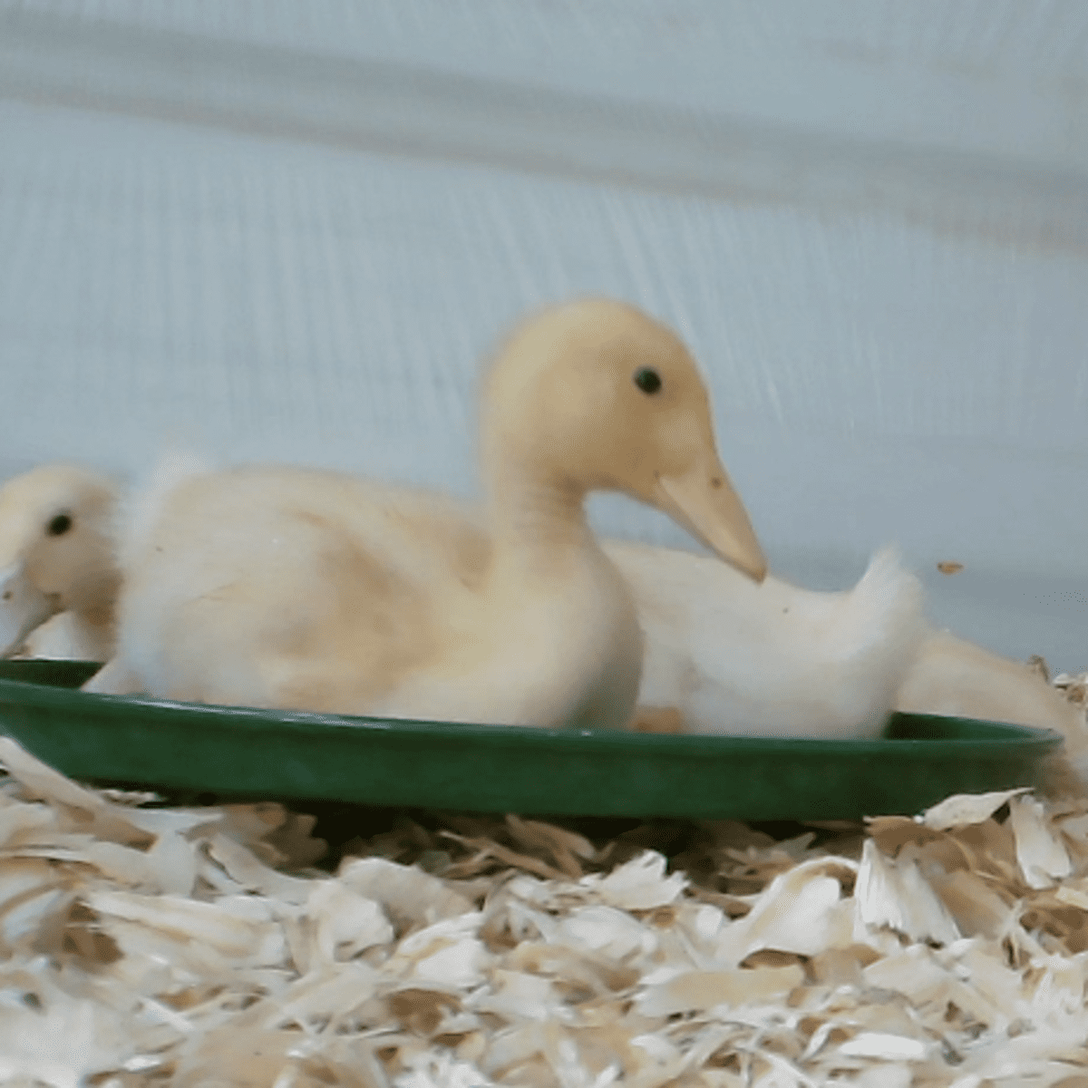 How To Raise Feed And Care For Baby Ducks Pethelpful
