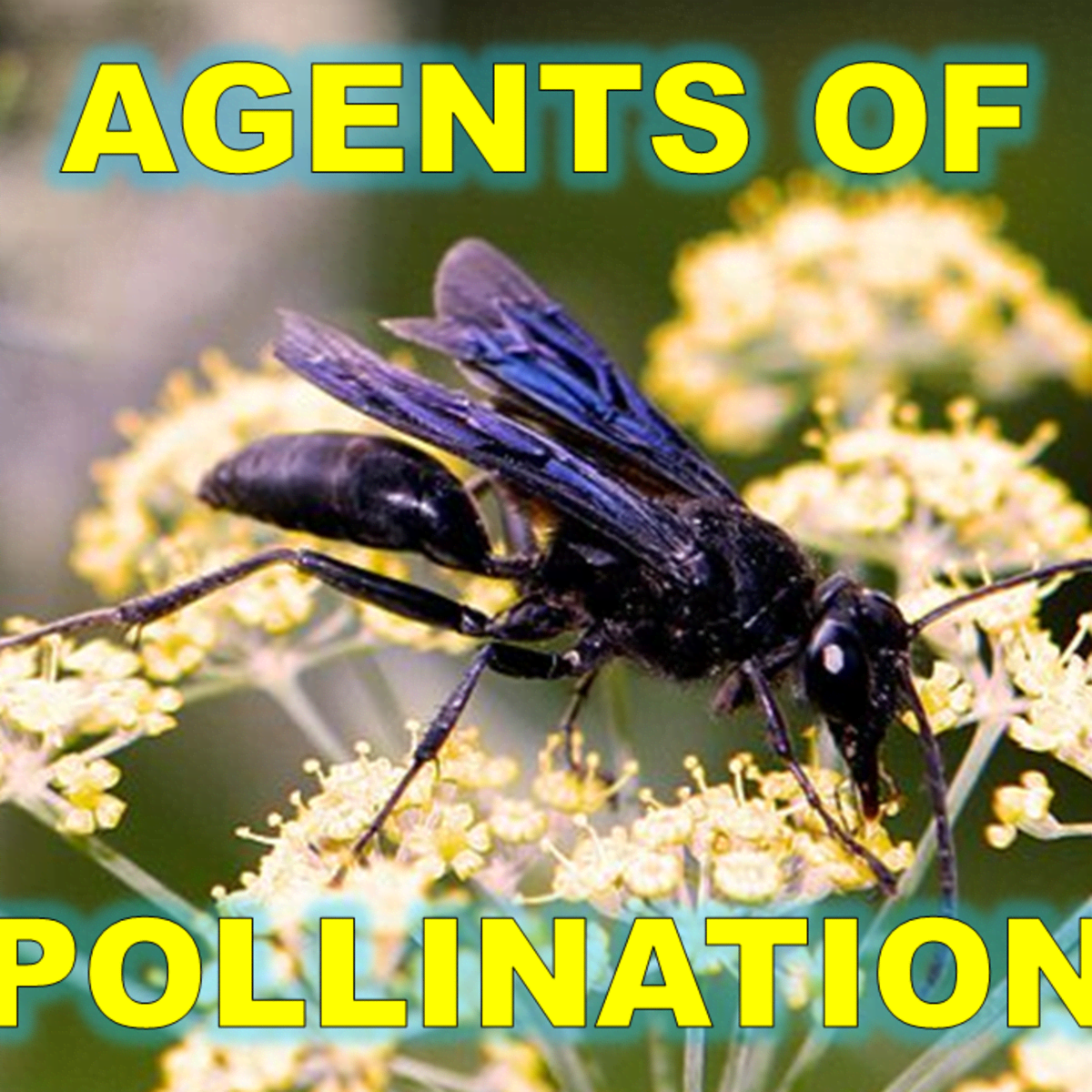 Why Does Insect Pollinated Flowers Have Sticky Pollen | Best Flower Site