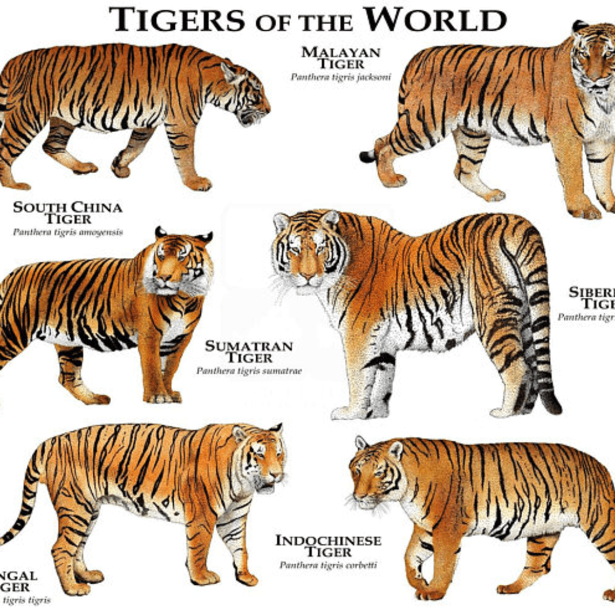 Tigers of the World—Beautiful and Near Extinction - Owlcation