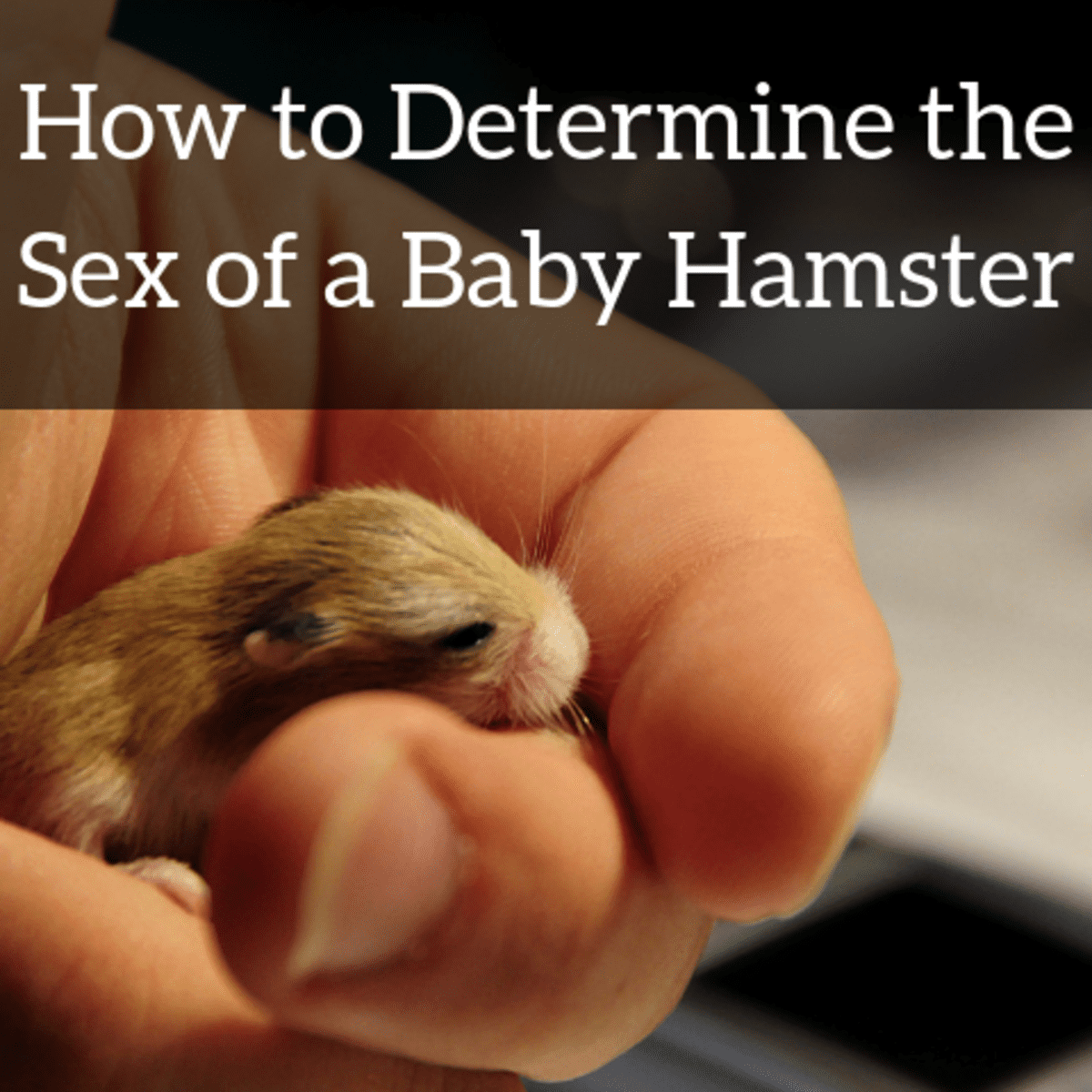 Hamstar Sex - How to Determine the Sex of Baby Hamsters - PetHelpful