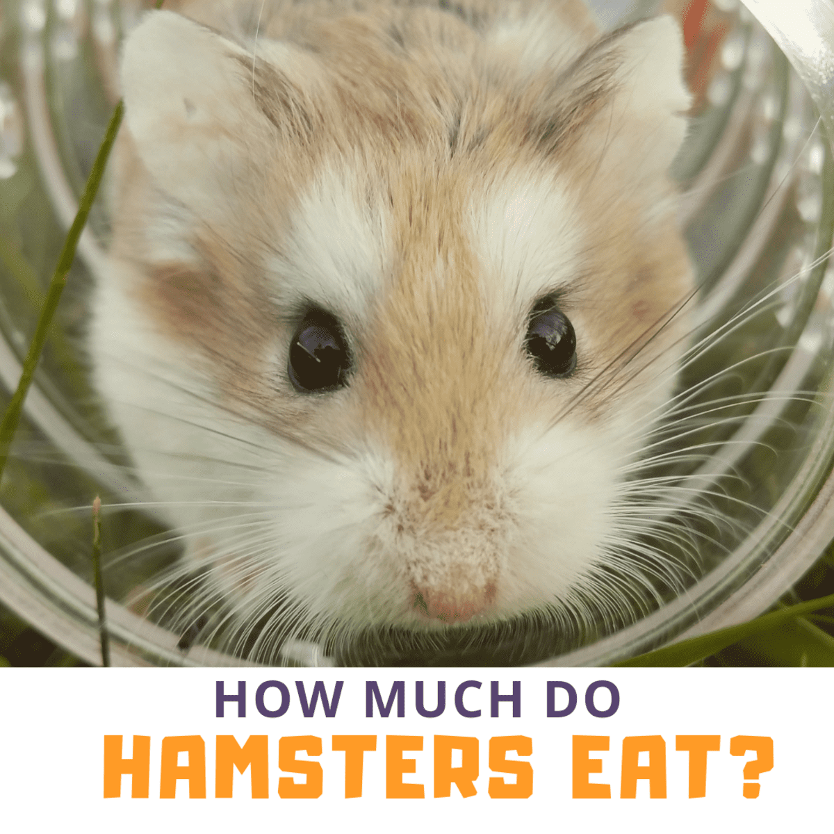 syrian hamster diet