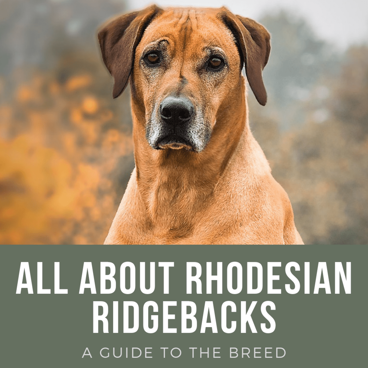 are rhodesian ridgebacks credible