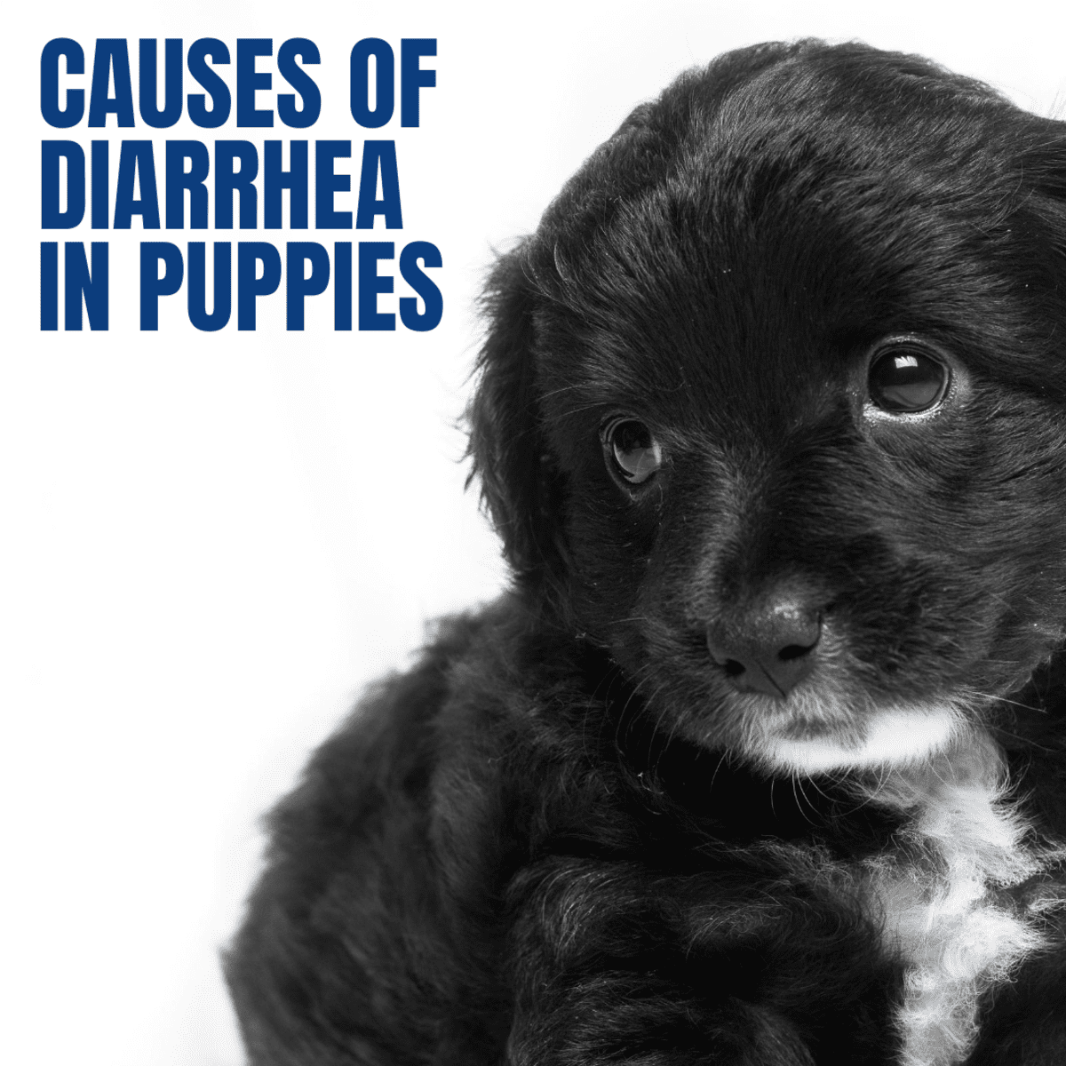 can a puppy get diarrhea from eating too much