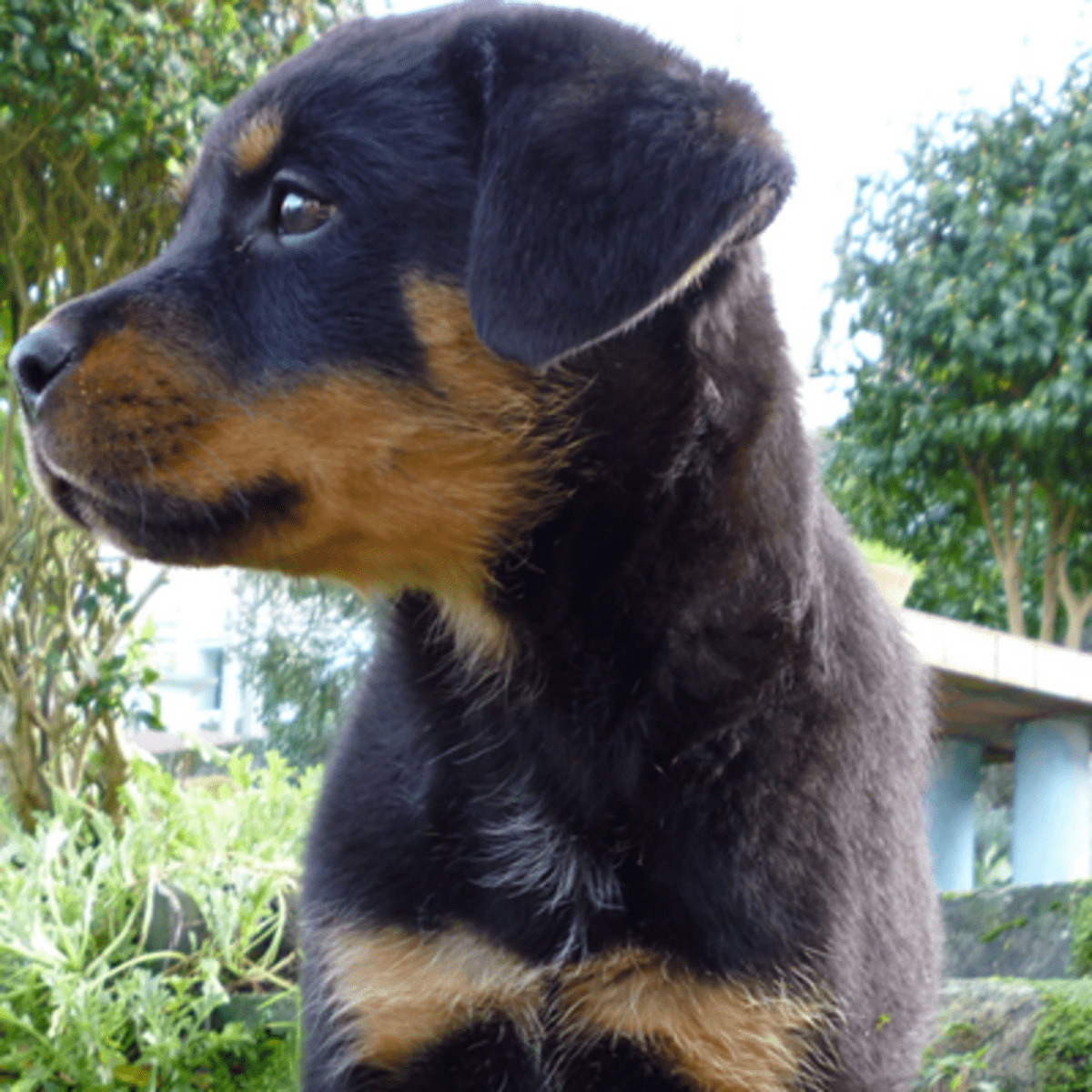 when can rottweiler puppies leave their mother