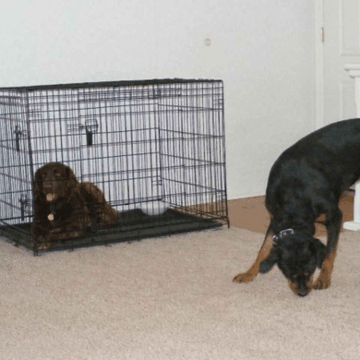 Changing Dog Behavior Through the 