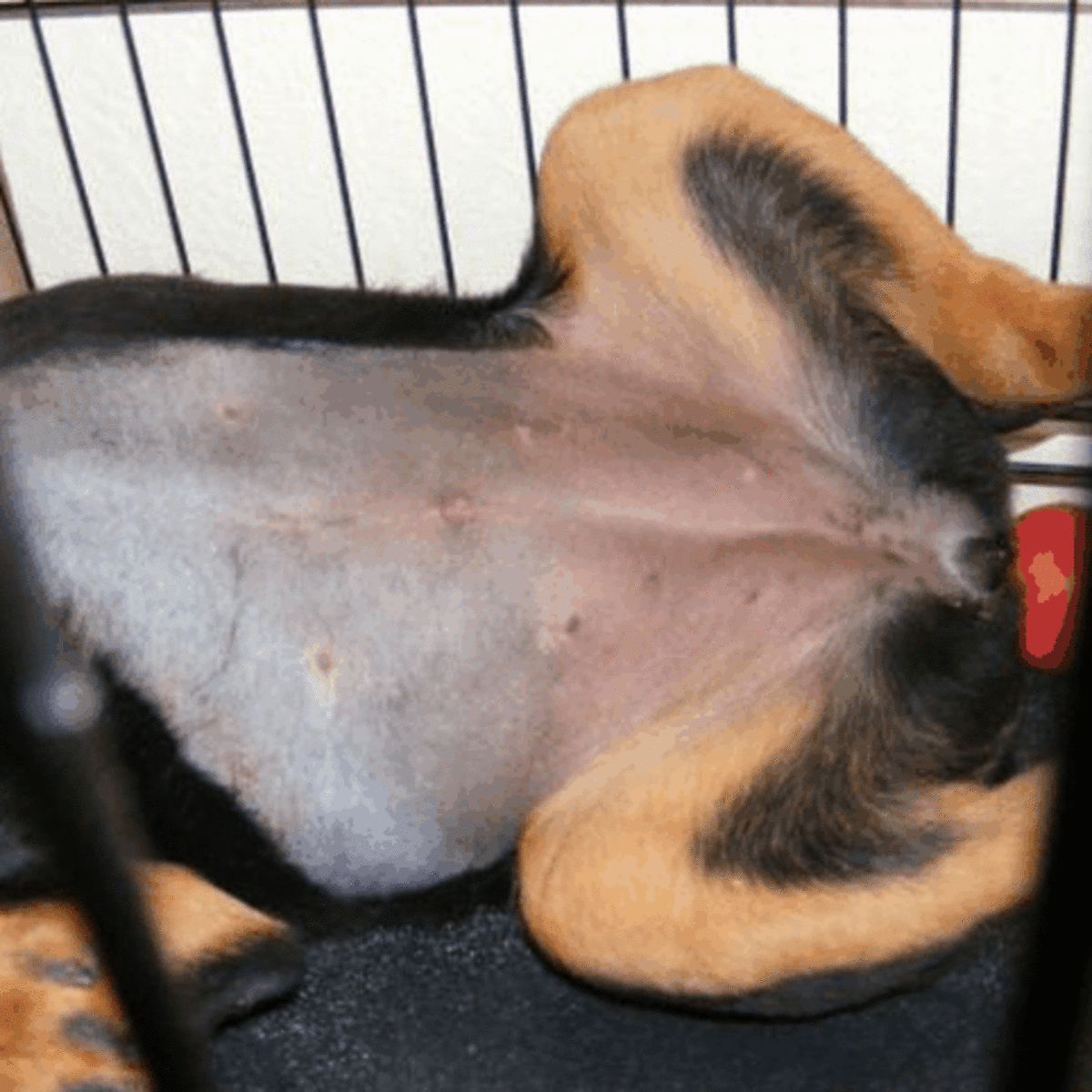 can a dog get a hernia after being spayed