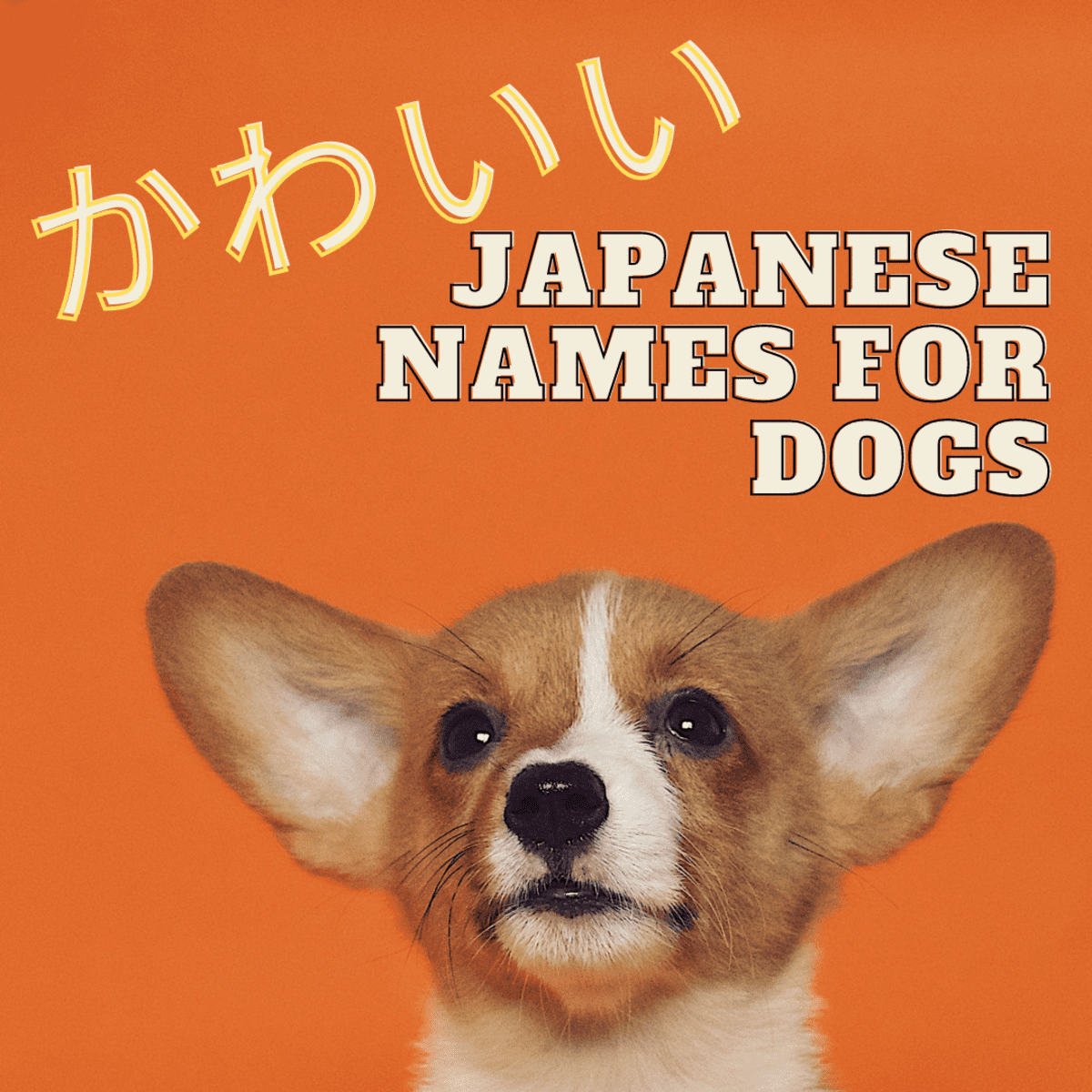 20+ Cute Japanese Dog Names for Your Pet   PetHelpful