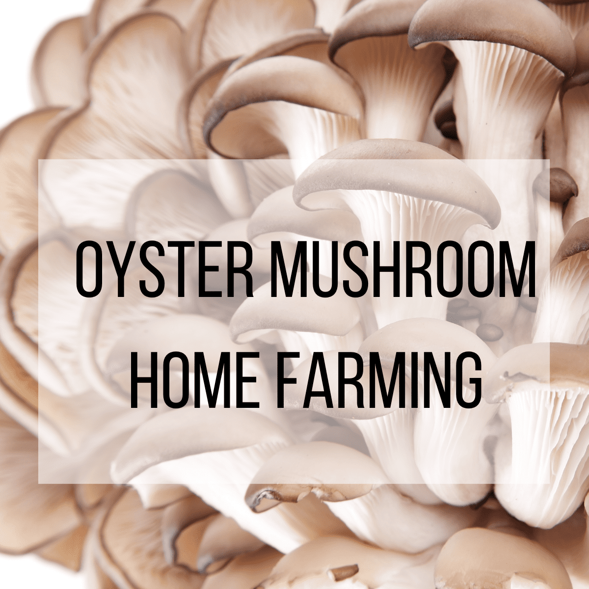 oyster mushrooms farm