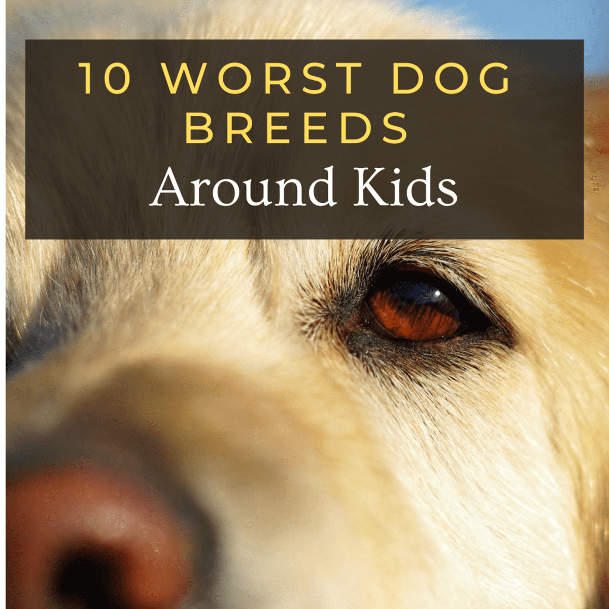 what is the hardest breed of dog to train